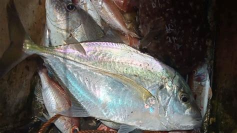 badlon fish|Local Names of Fishes in the Visayas.